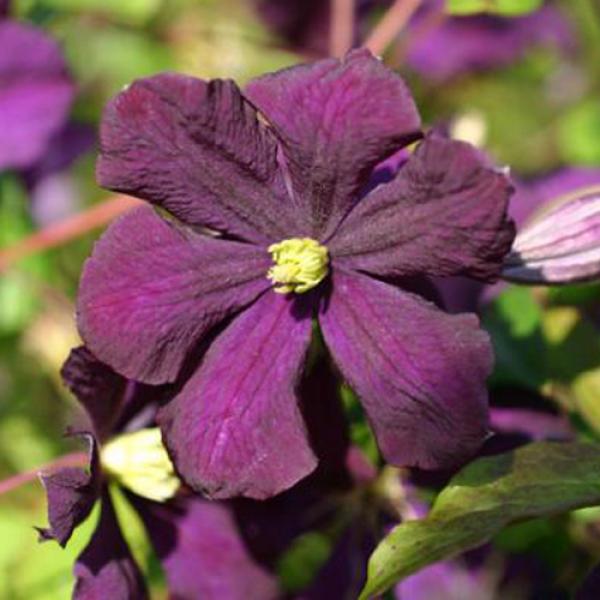 Romantika Clematis