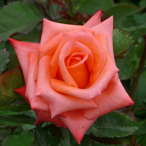 Giftaplant ROSE ANNABELLE