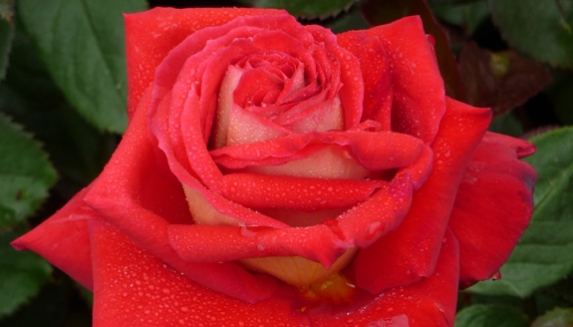 Remembrance,Memorial Garden Roses