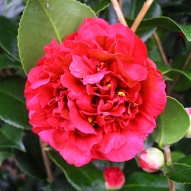 MOTHERS DAY RED CAMELLIA