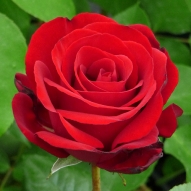 MOTHERS DAY RED ROSE 