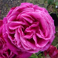 ROSE STEPHENS BIG PURPLE  PRE ORDER