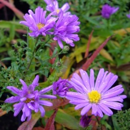 ASTER AUDREY