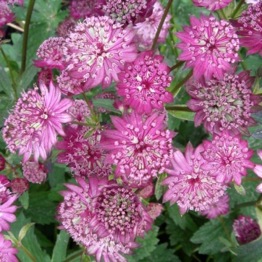 ASTRANTIA GILL RICHARDSON