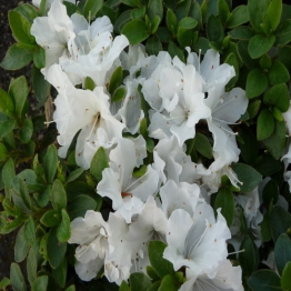 AZALEA PATRICIA