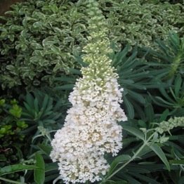 BUDDLEJA  IVORY