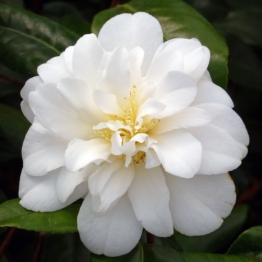 CAMELLIA HELEN