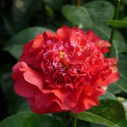 LUXURY CAMELLIA RUBY WEDDING 