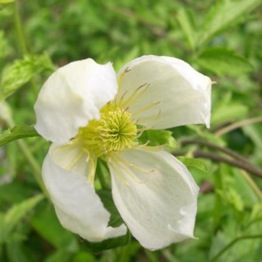 CLEMATIS ANITA 