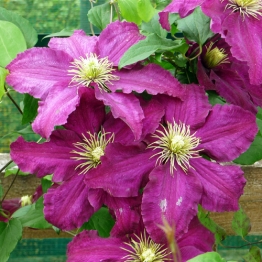 CLEMATIS BARBARA 