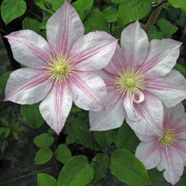 CLEMATIS CAROLINE