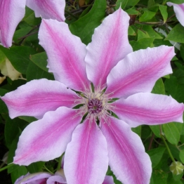 CLEMATIS ANGELA