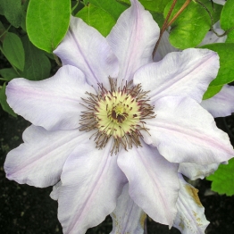 CLEMATIS RAMONA