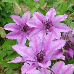 CLEMATIS NATASHA