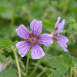 GERANIUM SOPHIE