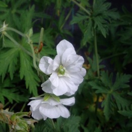 GERANIUM LAURA