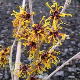 HAMAMELIS EMILY