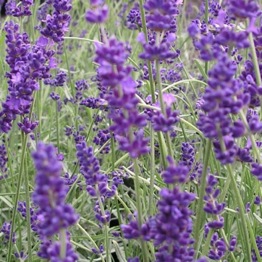 LAVENDER VERA