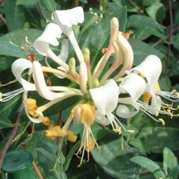 LONICERA PRINCESS KATE