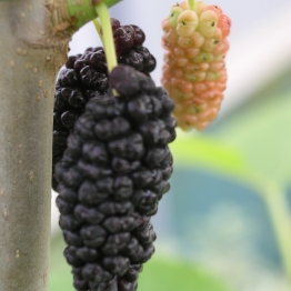 DWARF MULBERRY BUSH