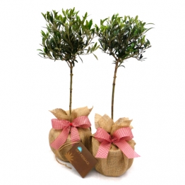 BEAUTIFUL PAIR OLIVE TREES med