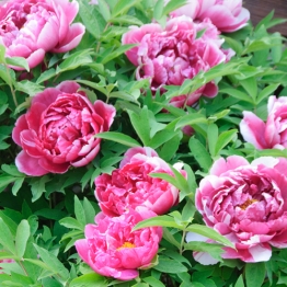 PEONY LADY ANNA