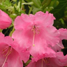 RHODODENDRON LINDA 