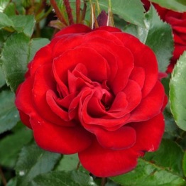 ROSE CAROL ANN 