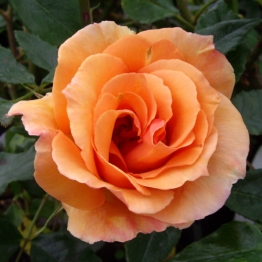 ROSE DAVIDS ROSE Pre Order