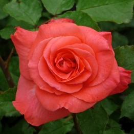 ROSE DEBBIE THOMAS