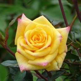 ROSE GOLDEN BERYL 