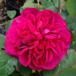 IVOR'S ROSE