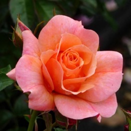 KATHLEEN'S ROSE  