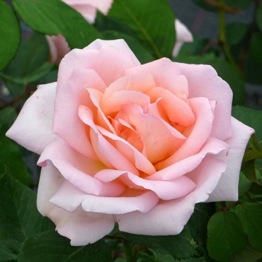 ROSE LILIANA 