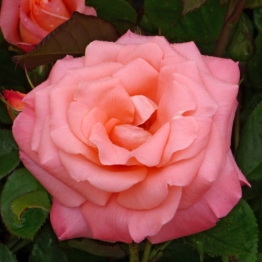 ROSE MATILDA