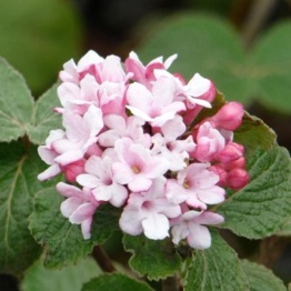 VIBURNUM CARLESII DIANA