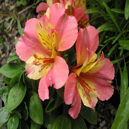 valentines day alstromeria