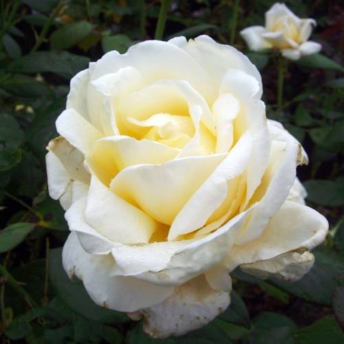 Giftaplant TWO PEARL ANNIVERSARY ROSES