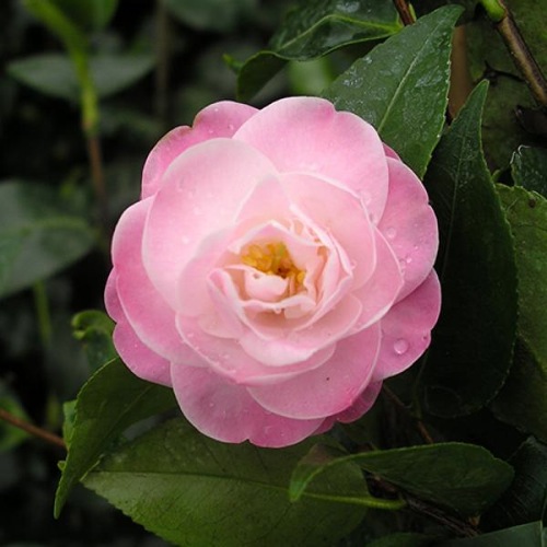 CAMELLIA SWEET JANE