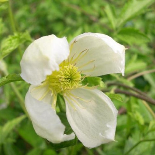 CLEMATIS ANITA 