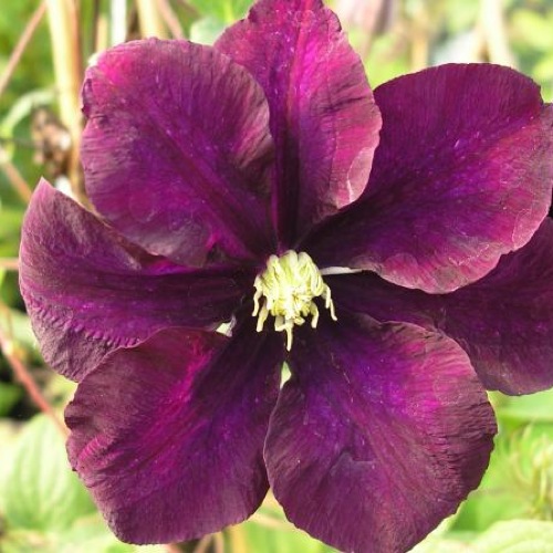 CLEMATIS VIOLA