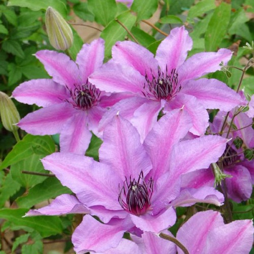 CLEMATIS NATASHA