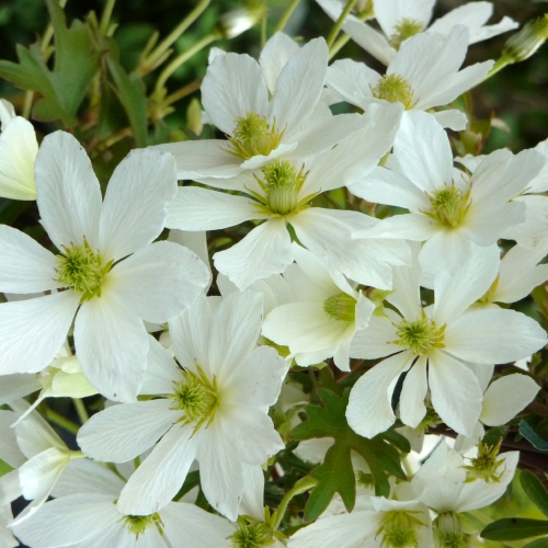 CLEMATIS PAMELA 