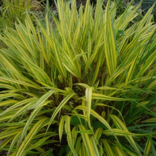 Giftaplant - HAKONECHLOA NICHOLAS