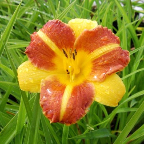 HEMEROCALLIS CATHY'S SUNSET