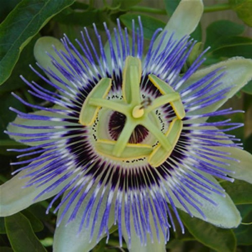 PASSION FLOWER FOR VALENTINES