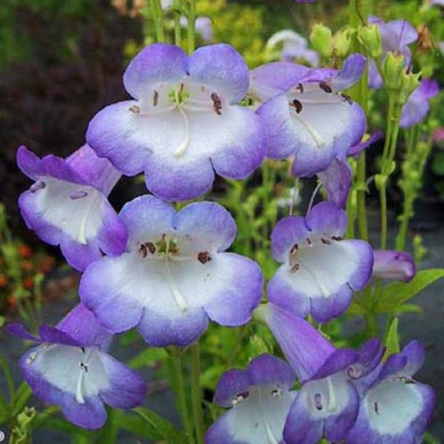 Giftaplant - PENSTEMON ALICE HINDLEY