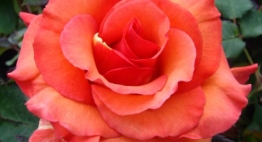 Tina Turner Rose