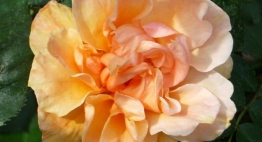 70th birthday rose 